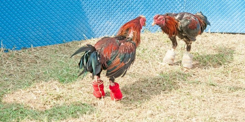 Những giống gà đá phổ biến trên thị trường 