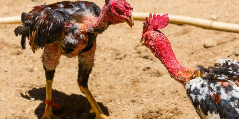 Điểm tên các loại đòn trong thuật ngữ đá gà 68WIN 